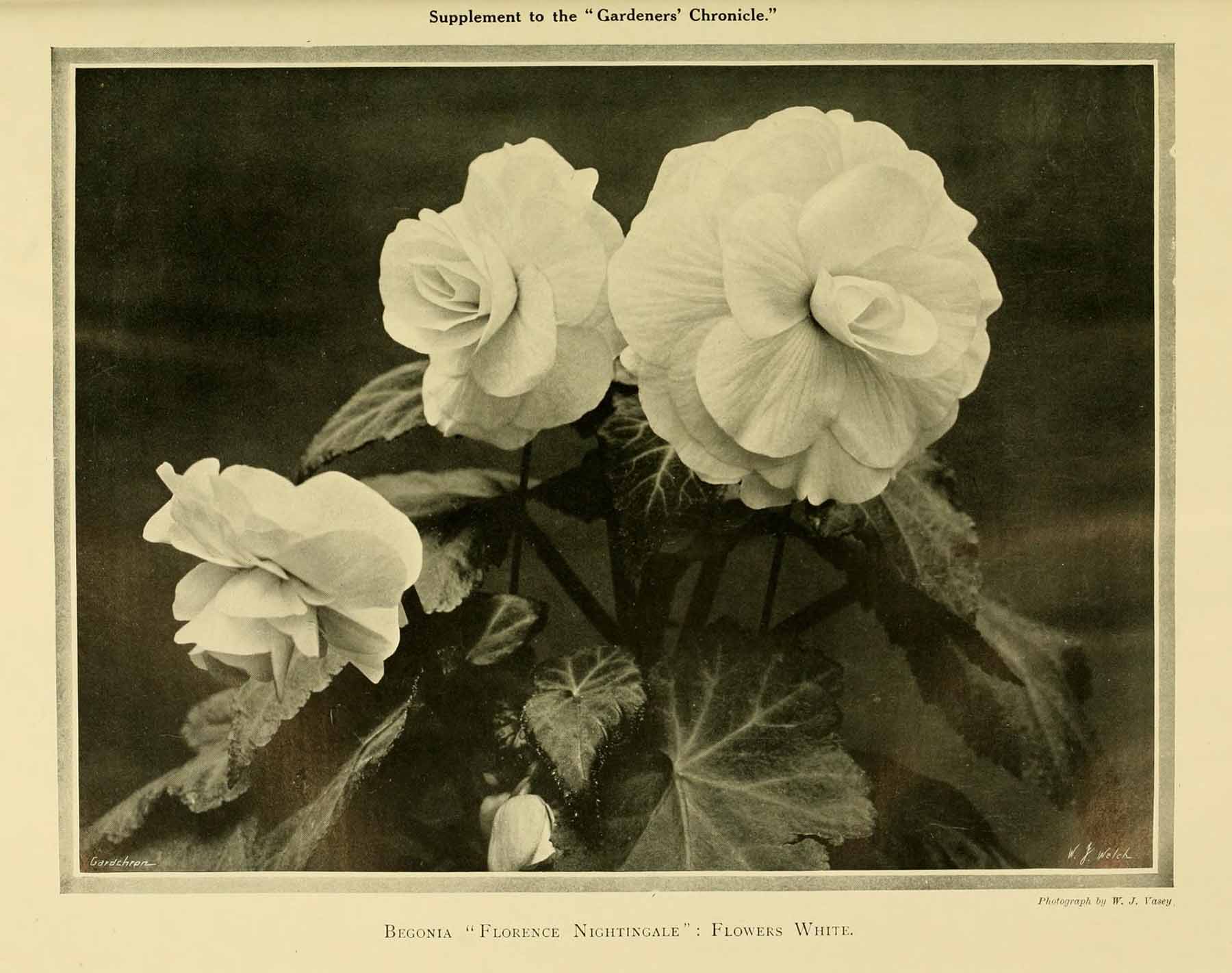 B. ‘Florence Nightingale’